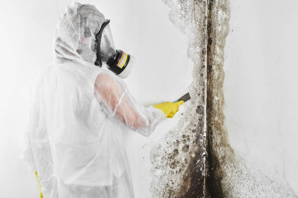 Best Industrial Mold Remediation in Prces Lakes, IN