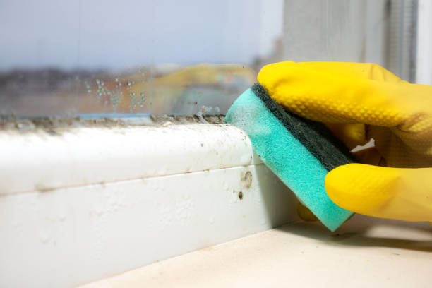 Best Mold Remediation for Specific Building Types in Prces Lakes, IN