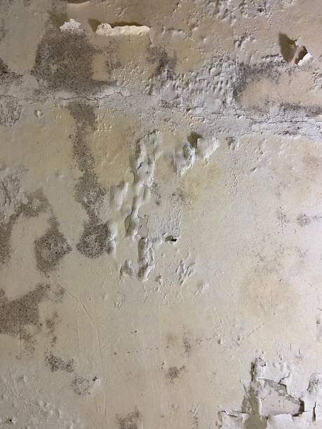 Best Black Mold Remediation in Prces Lakes, IN