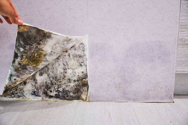 Best Localized Mold Remediation (e.g., coastal areas, humid climates) in Prces Lakes, IN